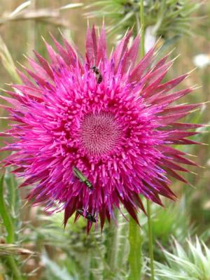 Thistle Two