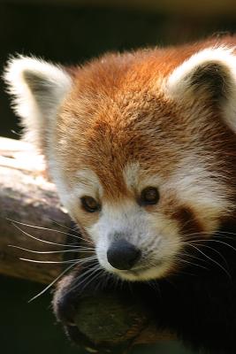 Red Panda  Philly Zoo