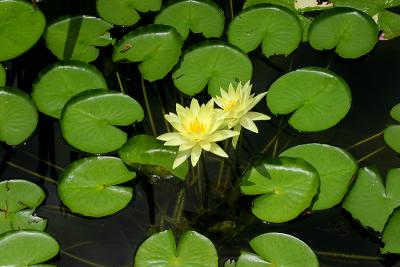 Lilly Pad Flower Yellow