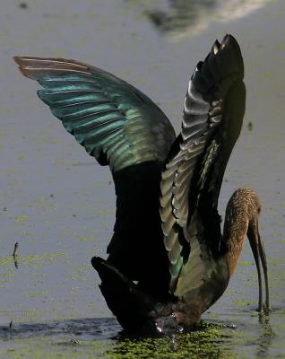 White Faced Ibis