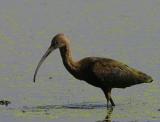 White Faced Ibis