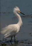 Snowy Egret Intense