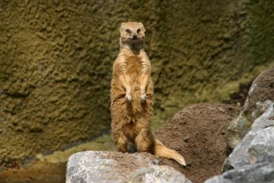 Selection of another visit to the Amersfoort Zoo