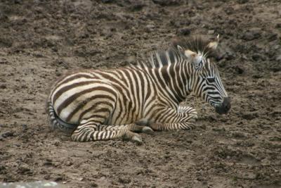 Selection of another visit to the Amersfoort Zoo