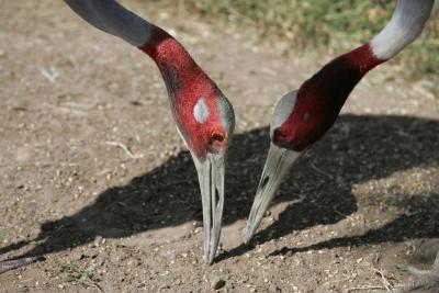 Saurus cranes establishing a pecking order