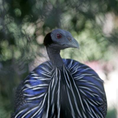 Vulturine Guinea Fowl