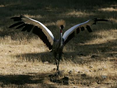 African Crested Crane - dancing!