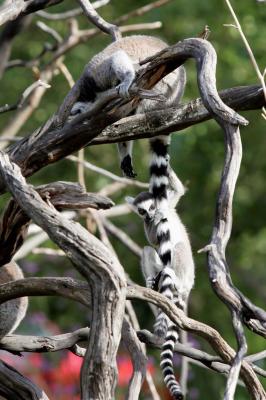 Baby Ring-tailed Lemur