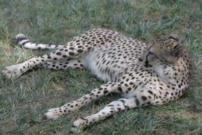 Cheetah relaxing