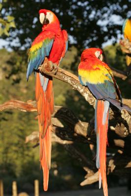 Scarlet Macaws at sunset