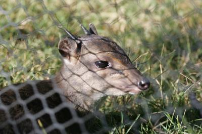 Very precious little antelope