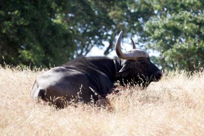 Cape Buffalo