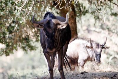 Blue Wildebeest looking rather fierce