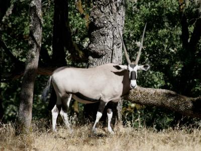 Gemsbok Oryx