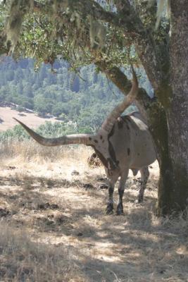 Watusi Cattle - incredible horns
