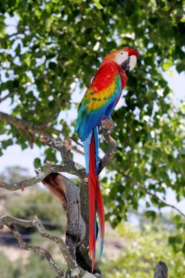 Scarlet Macaw