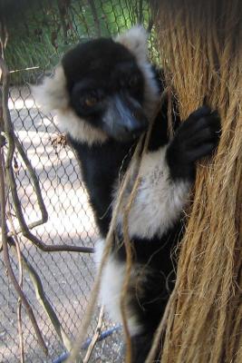 Ruffed Lemur (very noisy!)