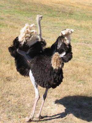The male Ostrich parading