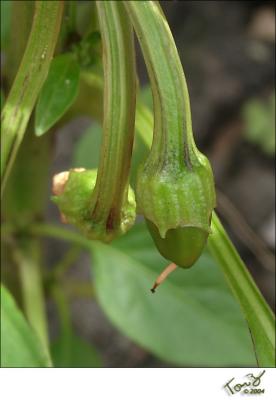 First Pepper Showing  Peppercini