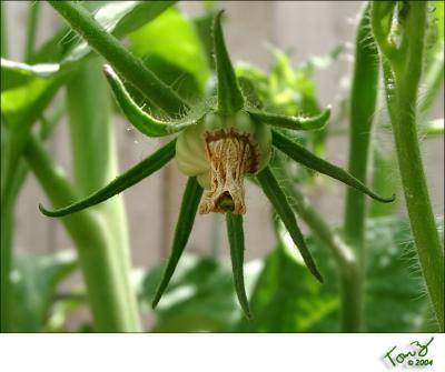 First Tomatoe Showing  Brandywine