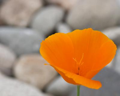 Flowers in July