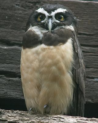 Cross-eyed Owl