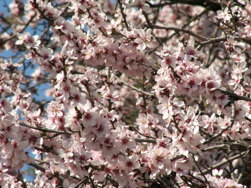 Almond tree Blossom