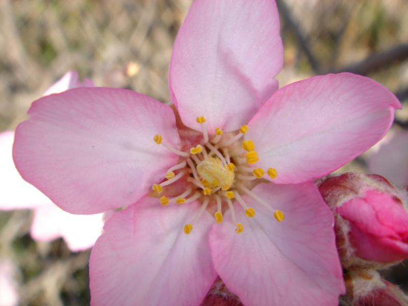 Almond tree Blossom