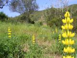 Tremocilha // Yellow Lupin (Lupinus luteus)