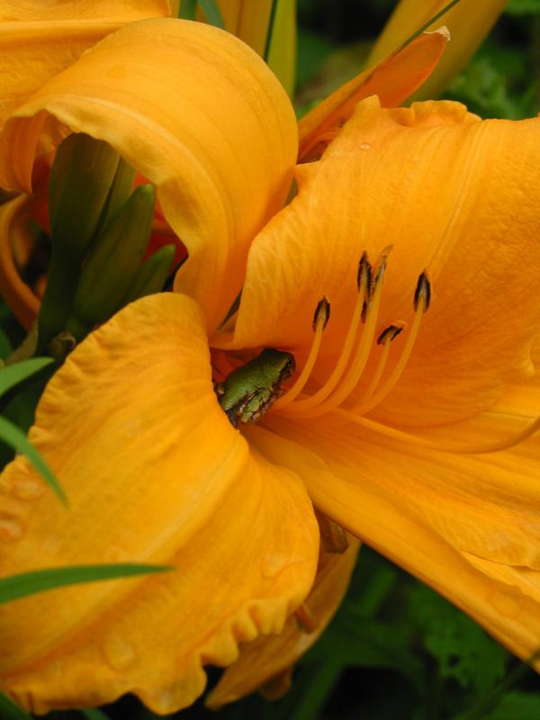 Hyla versicolor inside a daylily.
