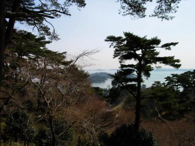 Pine on Matsushima Hill