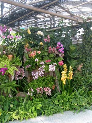 Orchids and ferns