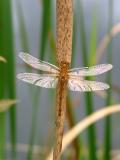 Dragonfly on Echo Pond