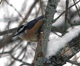 Nuthatch  waiting