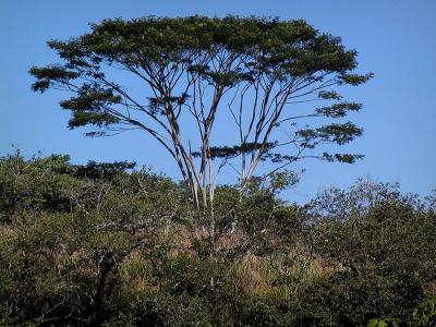 Near Kulaniapia Falls.jpg