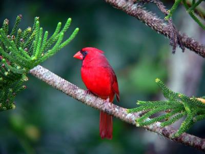Hawaiian Cardinal #1