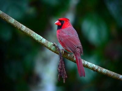 Hawaiian Cardinal #2