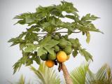 Papaya.jpg