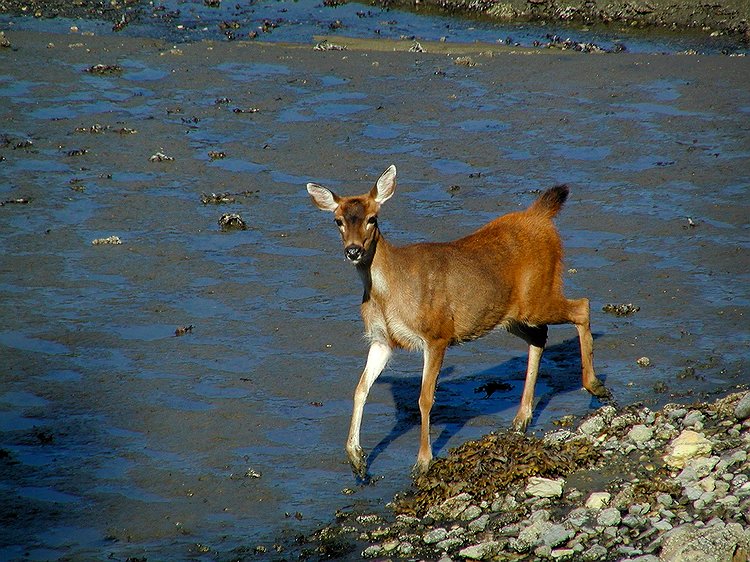 Sitka Blacktail at Low Tide