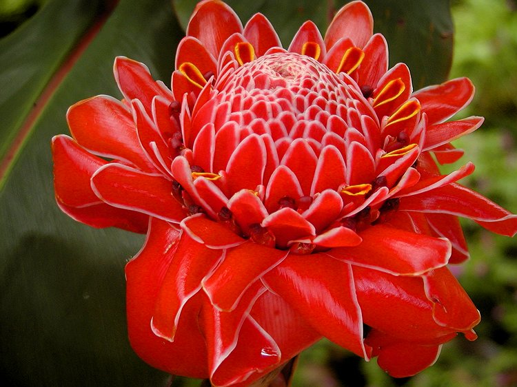 Red Torch Ginger.jpg