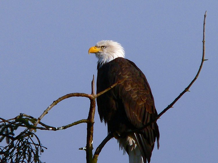 Bald Eagle #2