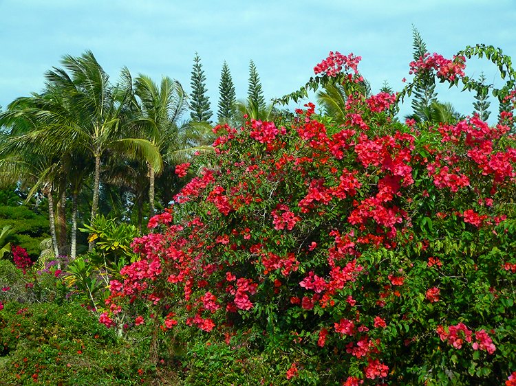 Bougainvillea- Nani Mau Garden