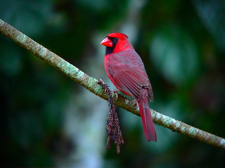 Hawaiian Cardinal #2