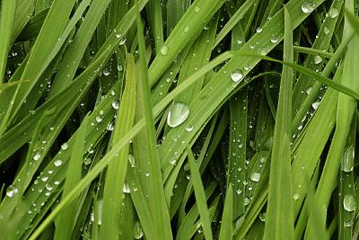 Jul 2: Wet grass