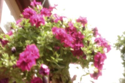 Pinhole flowers