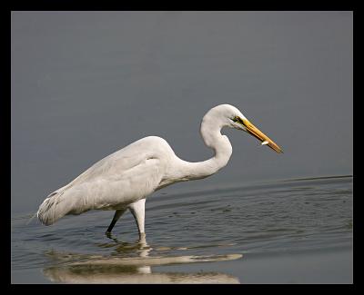 Great Egret Lunch 04