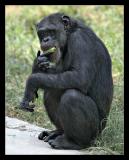 Black Chimpanzee