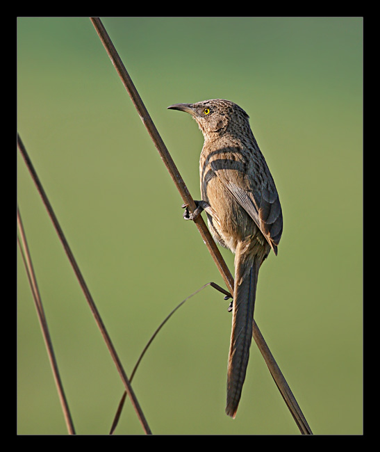 Striated Babbler 01
