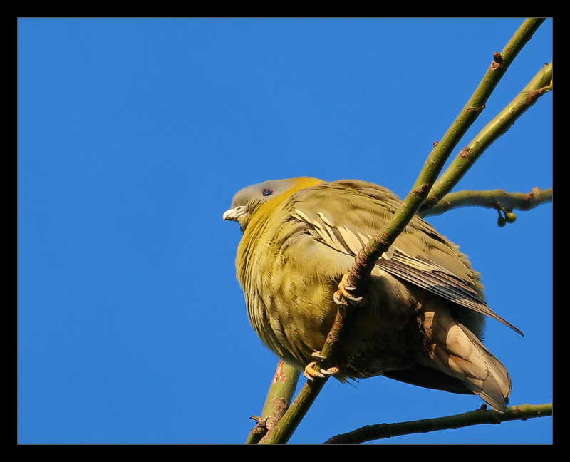 Green Pigeon