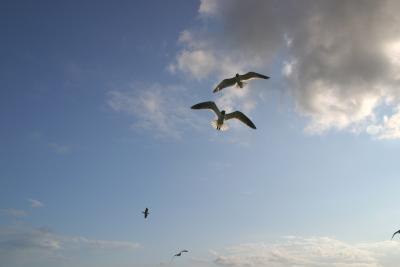 gulls1.jpg